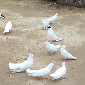 kepderi