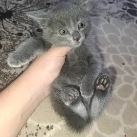 полу британские котята