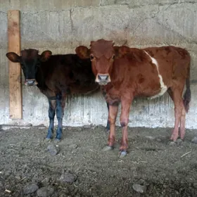 tuweler