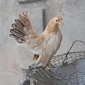 karlik serama.