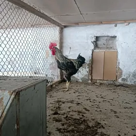 Gigant  Gara şazada