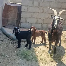 geçi