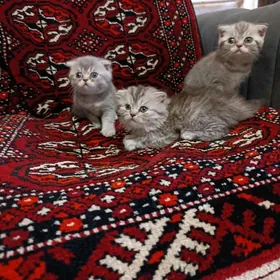 вислоухие котята