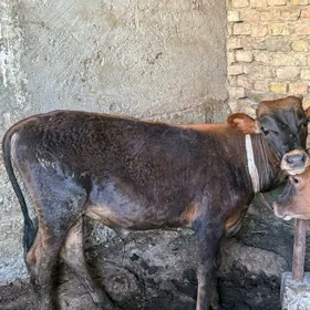 Göle