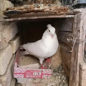 Kepderi