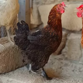 Brama tawuk