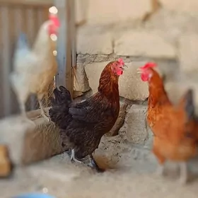 Brama tawuklar