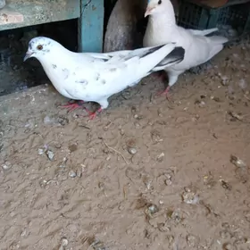 Kepderi