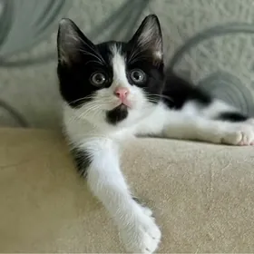 котенок 2 месяца