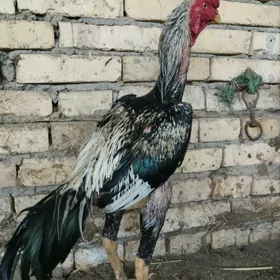 zor juyje