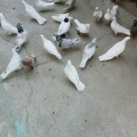 kepderı