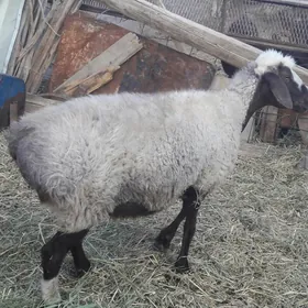 Goýun