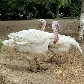 Kanadskiý gigant indukl 1 para