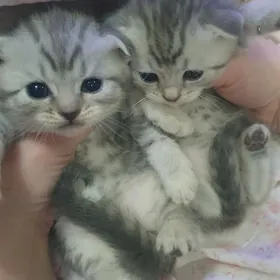 Шотландские котята