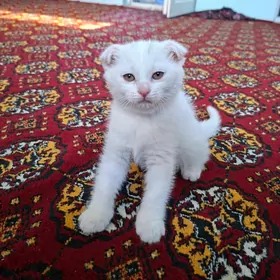 Şotlanka pişik Akja