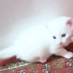кошка  pisik