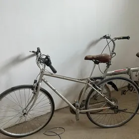 Yaponka sportiwny tigir