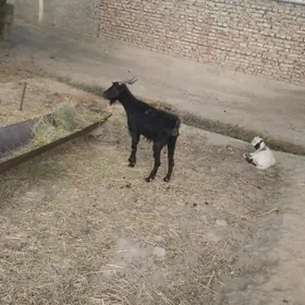 gecy 1cewyş