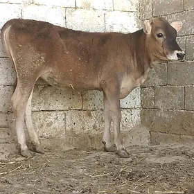 Tohum Tüwe