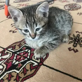 Pişik