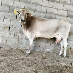 SYGYR