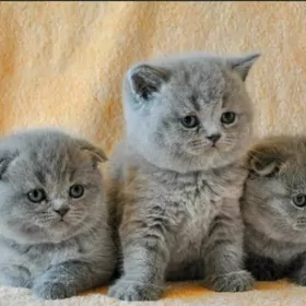 шотландцы