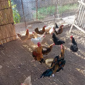 towuklar