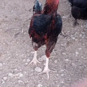 horaz