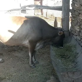 sygyr