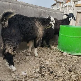 ÇEWİŞ