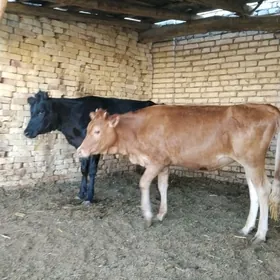 Gibirit Gunajynlar
