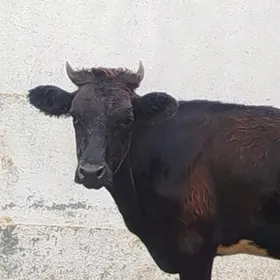 Tüwe