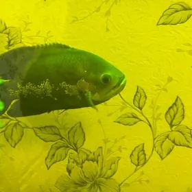 ASTRONOTUS