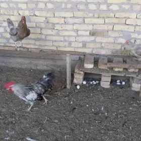 Towuklar