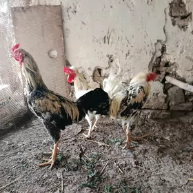 Horaz
