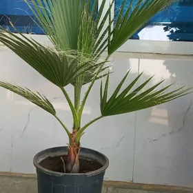 palma agajy