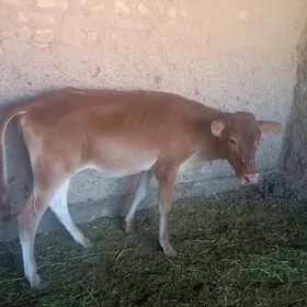 Gulajynlar