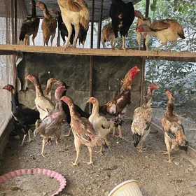 Baysow towuklar