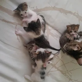 котята