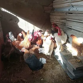 yaş towuk