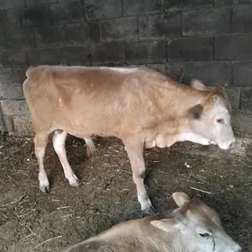 Göleler
