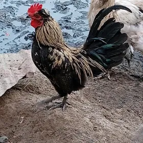 Yaposka horaz