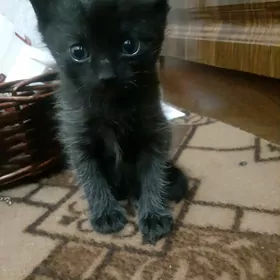 котёнок