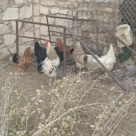 tawuk