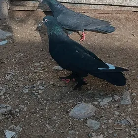 kepderi