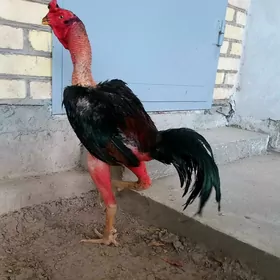 xoraz