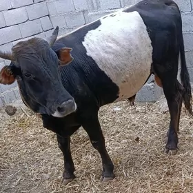 öküz