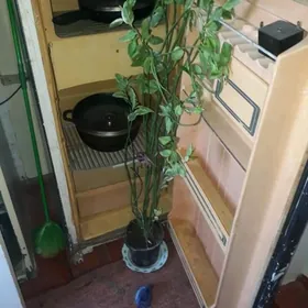 доллар гул