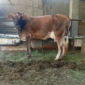 GÖLELİ SYGYR