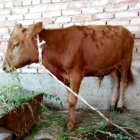 Şwed Öküzler 8 aýlyk 2 sany
